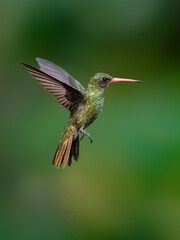 Gilded Hummingbird in flight on green background