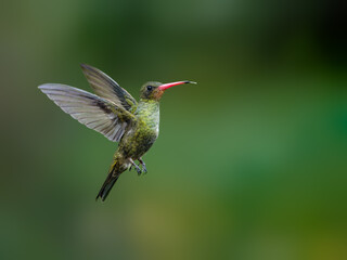 Gilded Hummingbird in flight on green background © FotoRequest