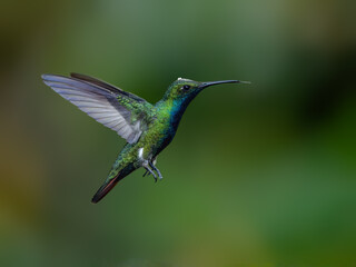 Green-breasted Mango in flight on green background