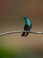 Fototapeta premium Green-breasted Mango on tree branch on blur background