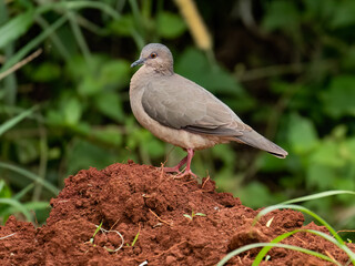 White-tipped Dove on a pile of red soil, closeup portrait