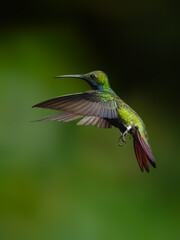 Green-breasted Mango in flight on green background