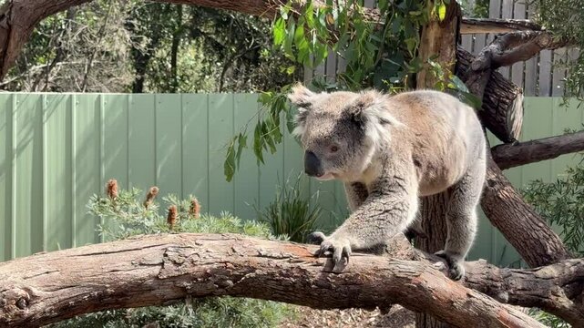 Cute Australian Koala Bear in a Tree
