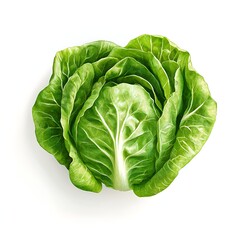 Fototapeta premium lettuce icon simple background