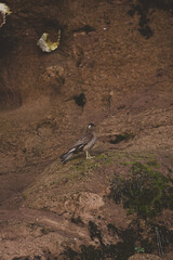 A perched falcon on the grass, outdoor falcon