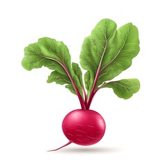 radish icon simple background