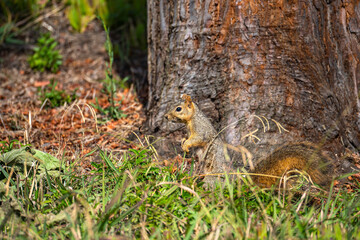 Eastern Fox Squirrel (Sciurus niger)