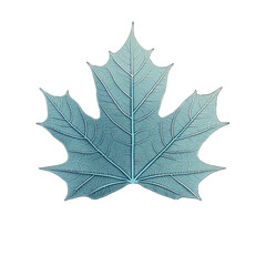 Fototapeta premium Autumn maple leaf with detailed veins, flat design, isolated
