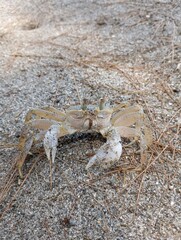 crab on the beach