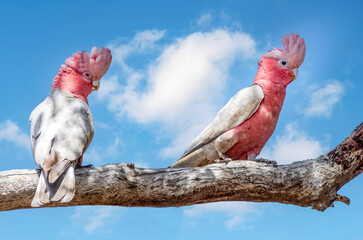 The galah, less commonly known as the pink and grey cockatoo or rose-breasted cockatoo, is an...