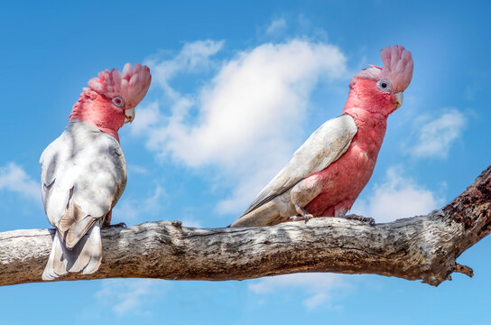 The galah, less commonly known as the pink and grey cockatoo or rose-breasted cockatoo, is an Australian species of cockatoo