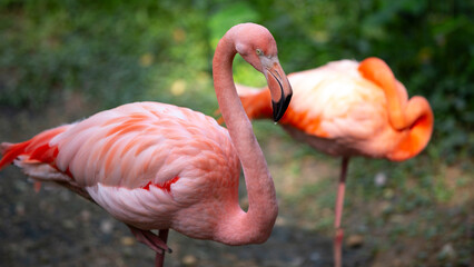 American flamingo (Phoenicopterus ruber), also known as the Caribbean flamingo.