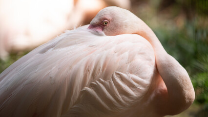 Fototapeta premium Pink flamingo on the green grass in the zoo park, Thailand.