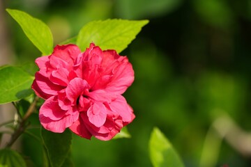 優美な八重咲きのハイビスカス