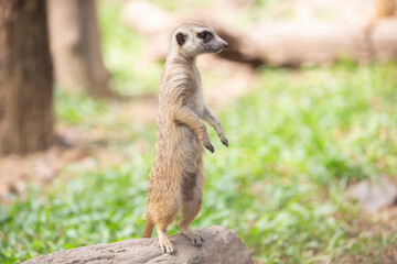 Meerkat or suricate (Suricata suricatta)
