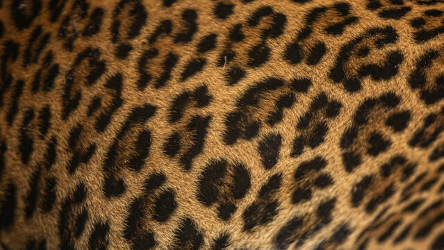 Close up of leopard fur, animal skin texture background