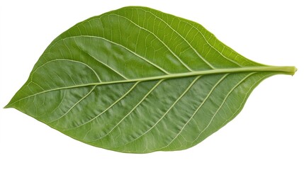 Fototapeta premium Large Medical Leaf, Representing Natural Healing and Wellness