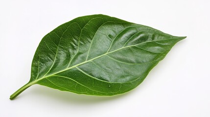 Obraz premium Large Medical Leaf, Representing Natural Healing and Wellness