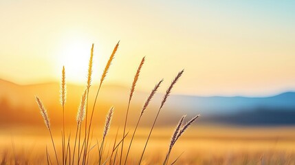 Serene nature concept. Golden sunlight illuminating tall grass in a serene landscape at dawn.