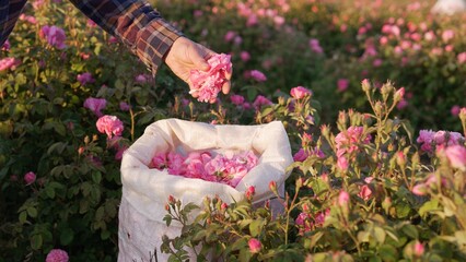 The Damask Rose Harvest. A bag with pink rosebuds and petals