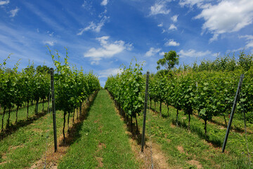 vineyard in region country with clear blue sky