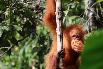 close-up juvenile female orangutan (orang-utan) eating a piece of fruit for breakfast in early...