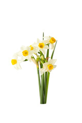 white and yellow narcissus flowers isolated on a white background