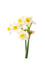 white and yellow narcissus flowers isolated on a white background