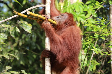 adult male orangutan (orang-utan) chewing sugar cane stalks for breakfast in bright morning sunshine in dense Borneo rain forest (rainforest)