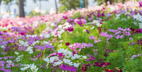 Cosmos flower blossom in garden, Nature Background.
