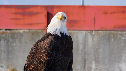 American Bald Headed Eagle