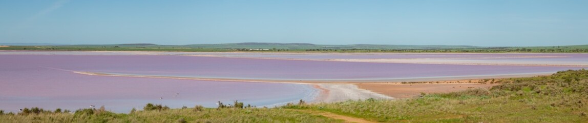 A panorama landscape of a pink lake called Lake Bumbunga, a salt lake where the pink color is caused by a salt loving bacteria at certain times of the year and it is at Lochiel in South Australia.