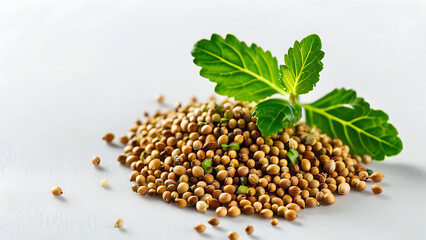 Fototapeta premium Close up of coriander seeds with fresh coriander leaves. Healthy food, spice, herb, ingredient concept.