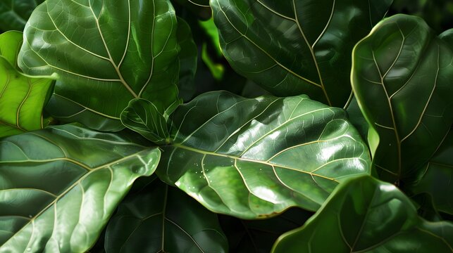 Detailed close-up of large green fiddle leaf fig tree leaves under bright sunlight outdoors.