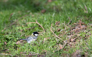 地面で餌をさす身近な野鳥　シジュウカラ