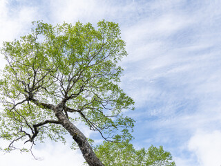 新緑の木と美しい青空