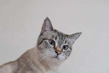 座って見つめる可愛い猫　シャムトラ猫