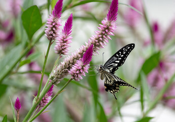 花の蜜を吸うアゲハチョウ