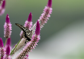 花の蜜を吸うアゲハチョウ