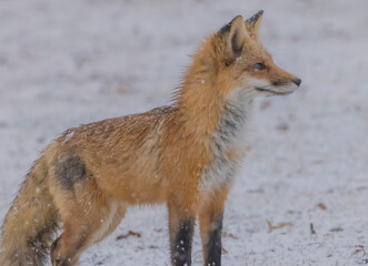 Fototapeta premium Red Fox In The Snow