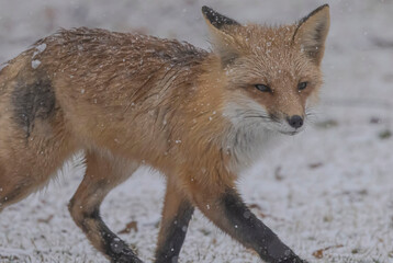 Red Fox In The Snow