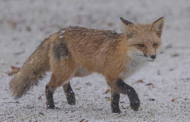 Fototapeta premium Red Fox In The Snow