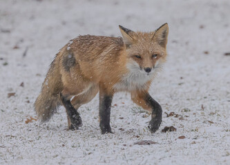 Fototapeta premium Red Fox In The Snow