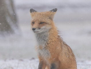 Red Fox In The Snow