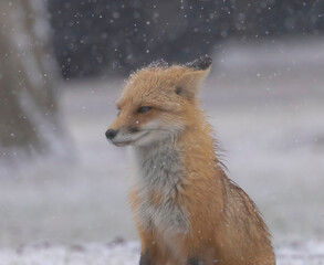 Red Fox In The Snow