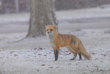 Red Fox In The Snow