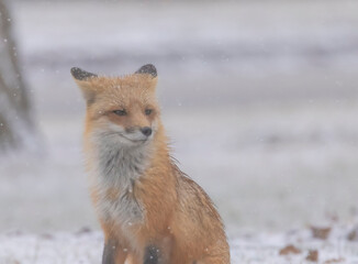 Red Fox In The Snow