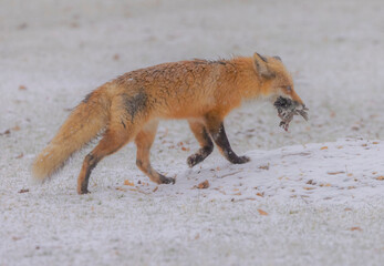 Red Fox Carying A Bird In Its Mouth