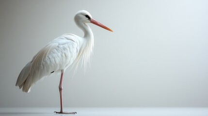 Obraz premium Elegant white heron standing on a light background.