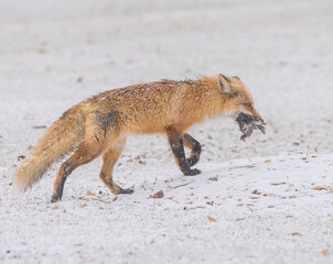 Red Fox Carying A Bird In Its Mouth